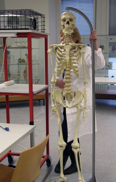 anatomie