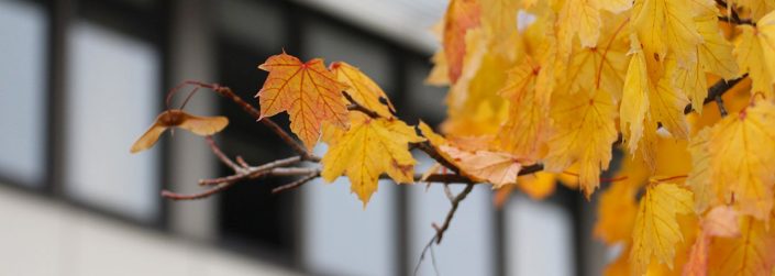 Jahreszeiten Herbst